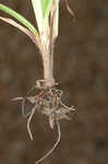 Fragrant spikesedge